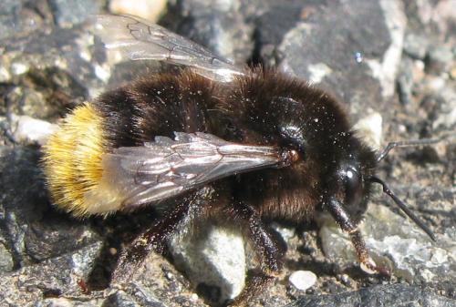 Bombus sp.